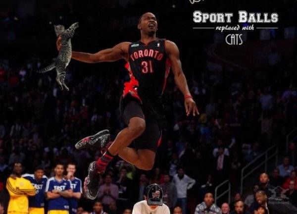 Смешные спортивные фото: замени мячи котами